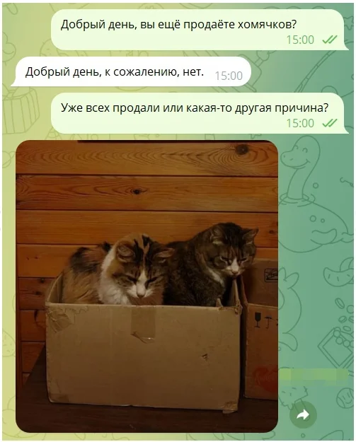 Suddenly - Humor, Picture with text, Correspondence, Hamster, cat, Fluffy, Funny animals, Box, Screenshot