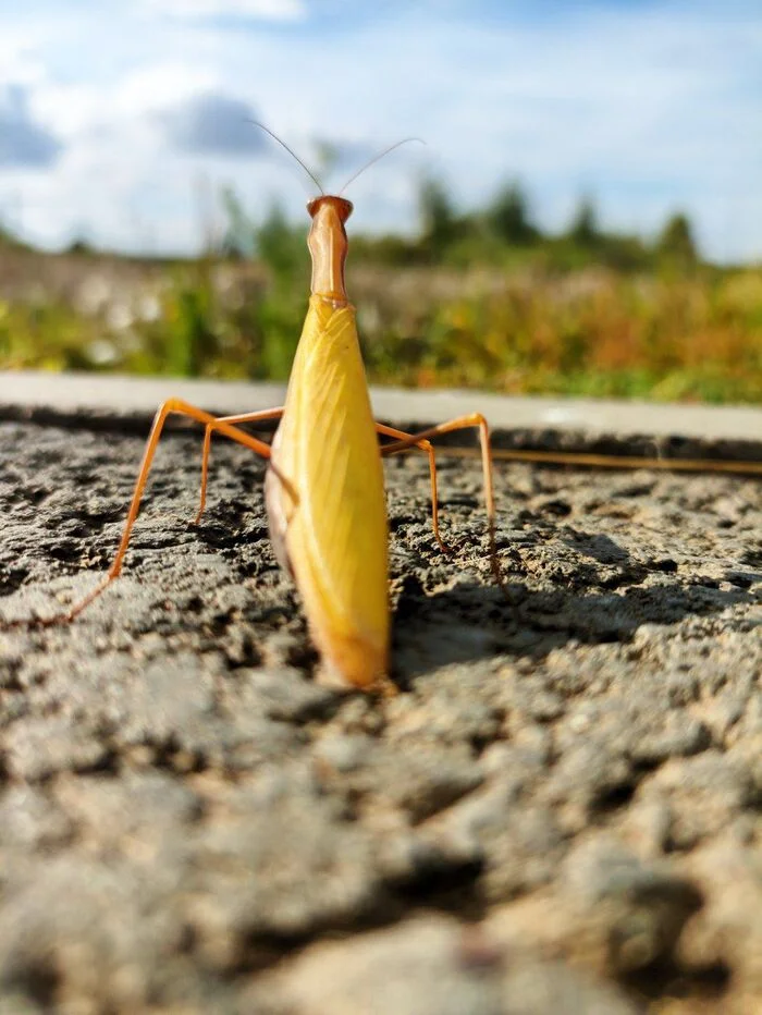 Осенний Alien - Моё, Мобильная фотография, Богомол, Длиннопост