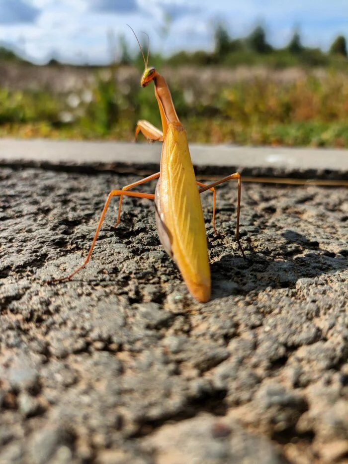 Осенний Alien - Моё, Мобильная фотография, Богомол, Длиннопост