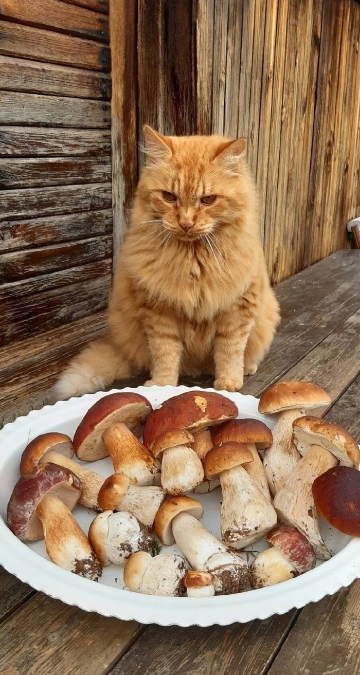 <!--noindex--><a href="https://pikabu.ru/story/_ni_ryibov_ni_myasov_11785045?u=https%3A%2F%2Fvk.com%2Fwall-67446085_297765&t=https%3A%2F%2Fvk.com%2Fwall-67446085_297765&h=9f753a06d69160df72e53cfa941cbe21da186de7" title="https://vk.com/wall-67446085_297765" target="_blank" rel="nofollow noopener">https://vk.com/wall-67446085_297765</a><!--/noindex-->