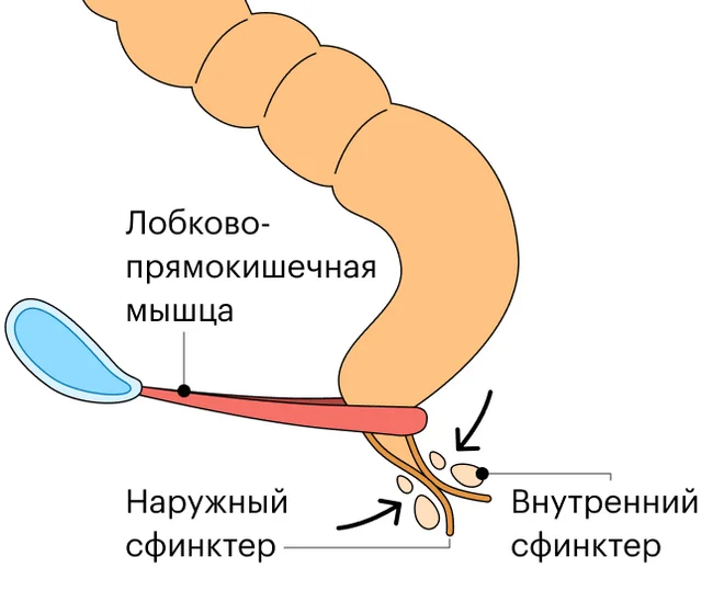 Про анальный секс - NSFW, Здоровье, Секс, Анальный секс, Страсть, Поза, Длиннопост