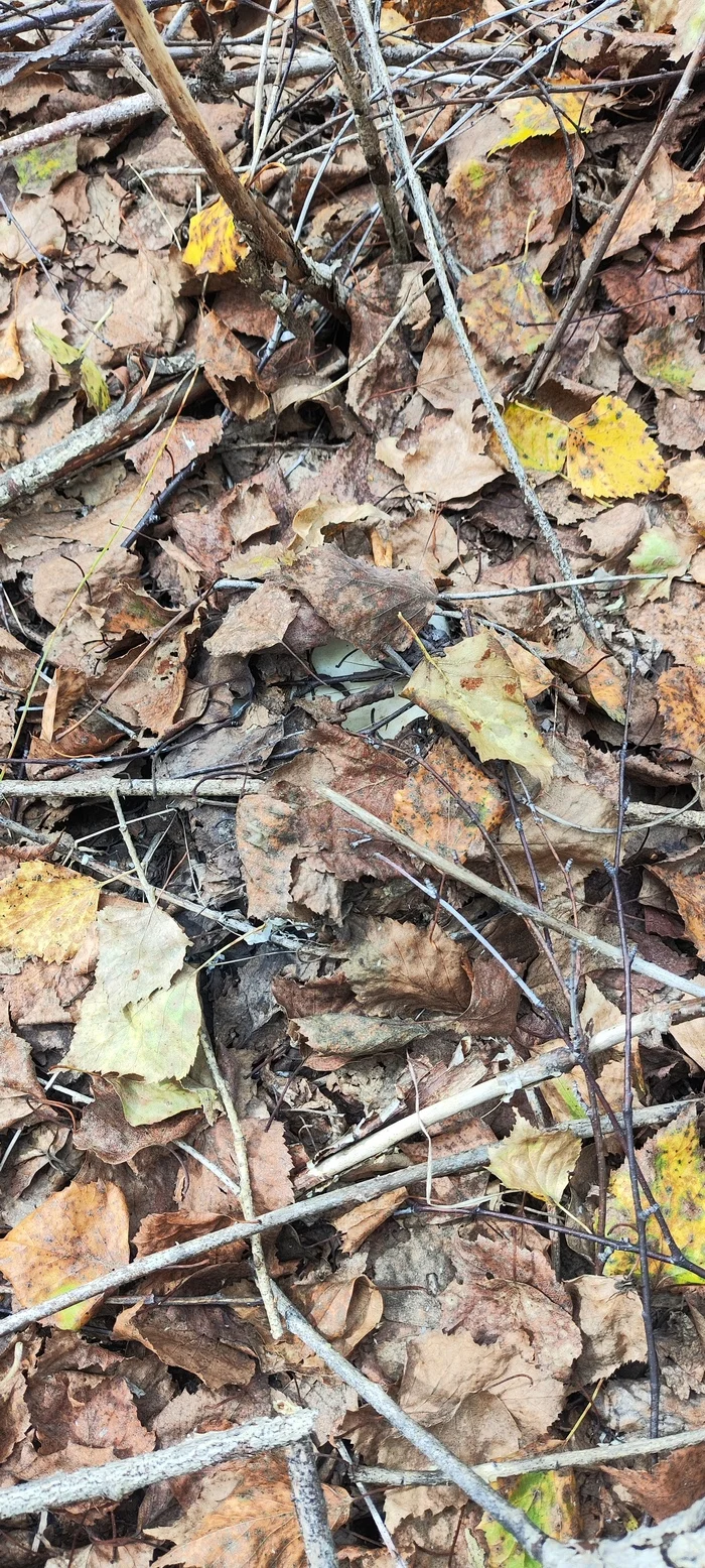 The hunt is in full swing, hide and seek - My, Lactarius, Mushrooms, Longpost, Walk in the woods, The photo