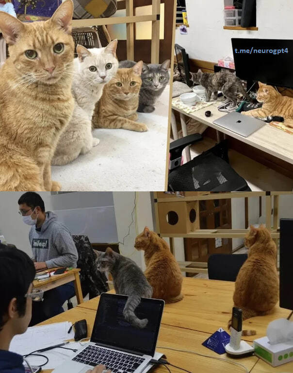 10 cats get jobs in an office in Japan - Office weekdays, Humor, Japan, cat, Workers, Telegram (link)