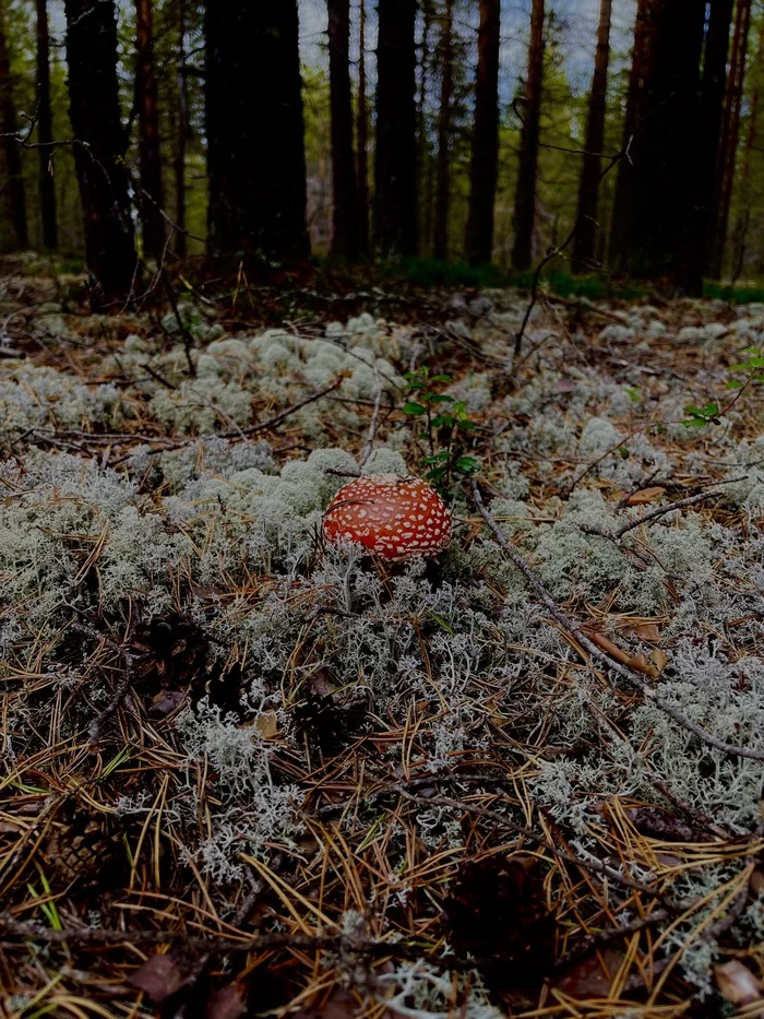 The most beautiful fly agaric - My, Mushrooms, Fly agaric, The photo, Forest