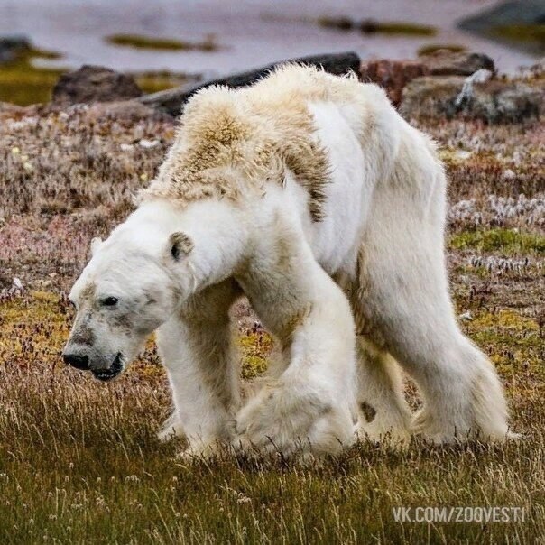 When scientists say polar bears are going extinct, I wish people knew what that looks like. - The photo, The Bears, Animals, Wild animals, Rare view, Longpost, Polar bear