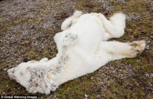 When scientists say polar bears are going extinct, I wish people knew what that looks like. - The photo, The Bears, Animals, Wild animals, Rare view, Longpost, Polar bear