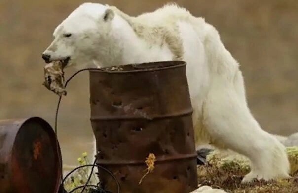 When scientists say polar bears are going extinct, I wish people knew what that looks like. - The photo, The Bears, Animals, Wild animals, Rare view, Longpost, Polar bear