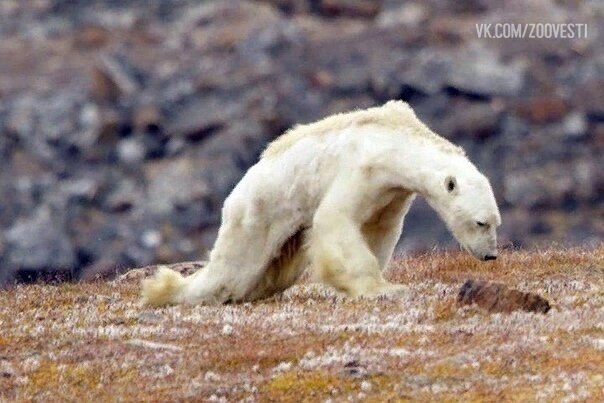 When scientists say polar bears are going extinct, I wish people knew what that looks like. - The photo, The Bears, Animals, Wild animals, Rare view, Longpost, Polar bear