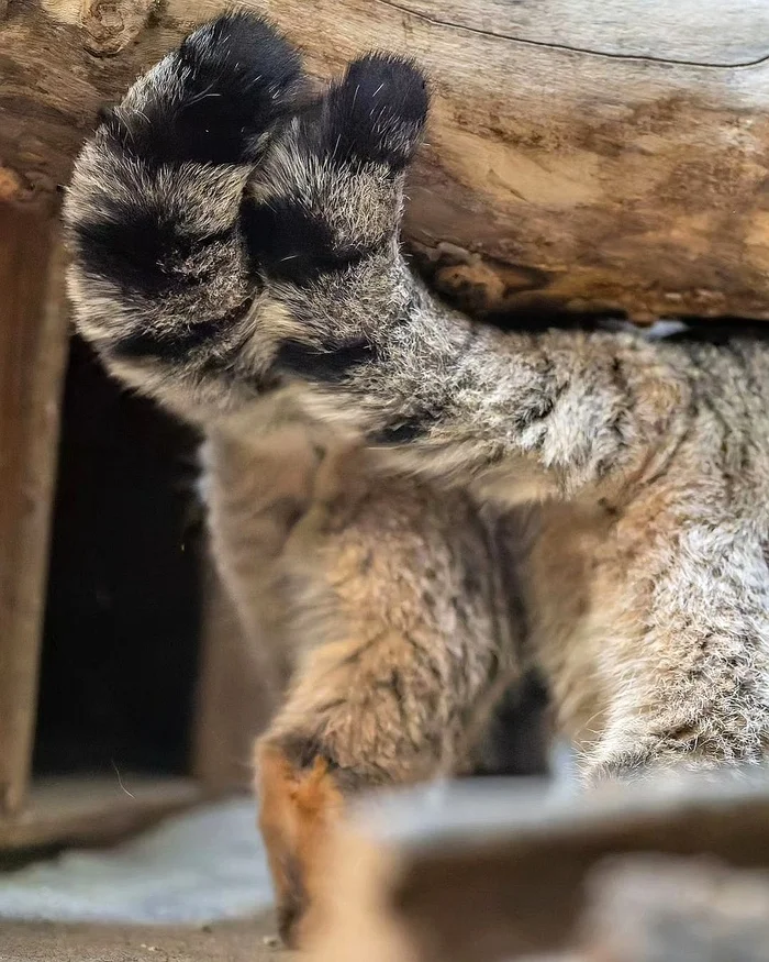 We will walk with the horse across the field together - Wild animals, Predatory animals, Pallas' cat, Cat family, Small cats, Tail, Young, The photo, Zoo