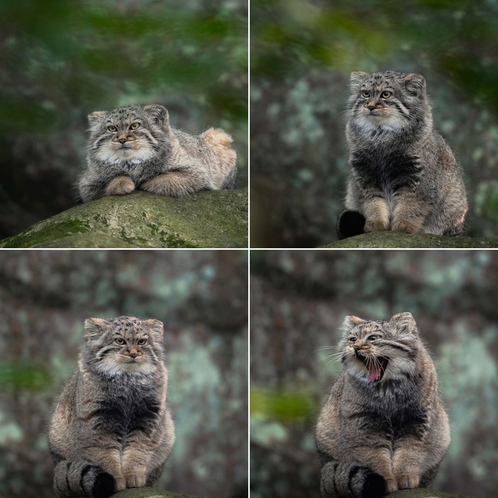 Выросла доча