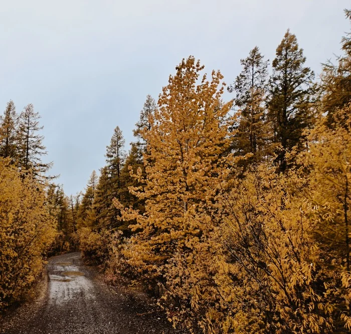 Autumn in Chukotka - My, Autumn, Foliage, Road, Forest, The photo