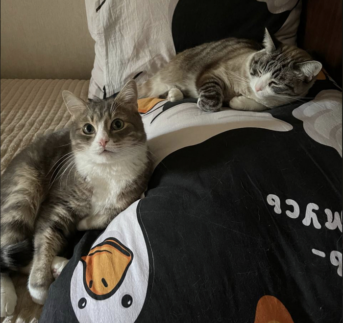 Алишер Муразович и Мотя Пузякин на страже подушки от кошмарных сновидений