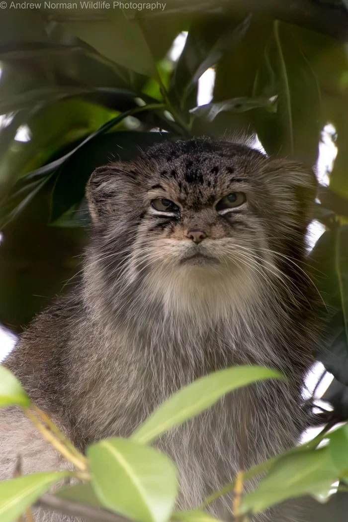 Stern Jochi - Wild animals, Cat family, Predatory animals, Small cats, Pallas' cat, The photo, Zoo, Facebook (link)