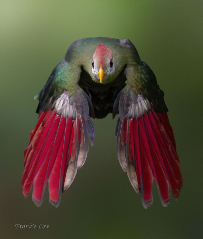 Tauraco erythrolophus.