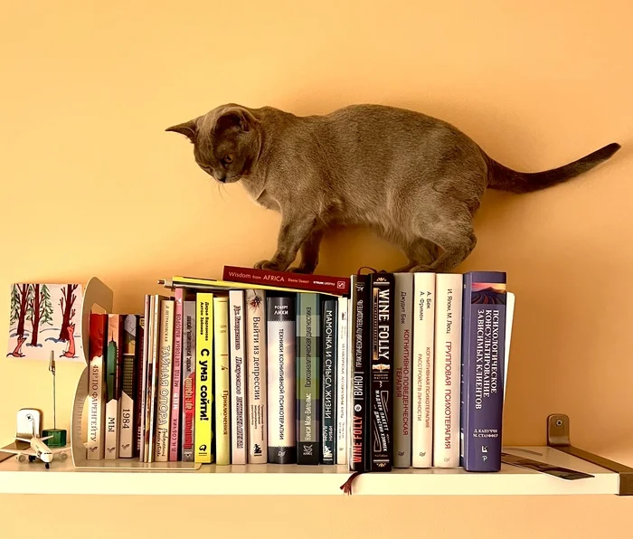 The learned cat - My, Burmese, European Burma, cat, Books, Cat lovers, Cat family, Fluffy, Pet the cat