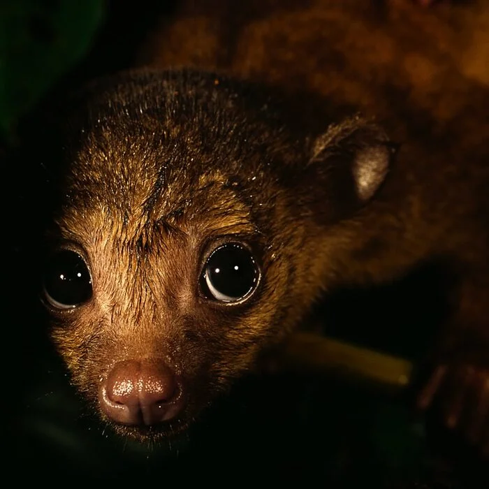 Baby kinkajou - Young, Potto, Predatory animals, Wild animals, wildlife, Central America, The photo, Night shooting