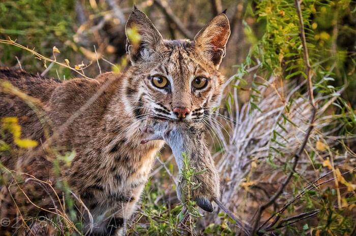 Extraction - Lynx, Red Lynx, Small cats, Cat family, Predatory animals, Wild animals, wildlife, North America, Mining, The photo