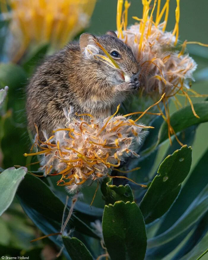 A four-striped grass mouse feasts on Leucospermum seeds - Rodents, Mouse, Wild animals, Plants, Flowers, wildlife, Botanical Garden, South Africa, The photo