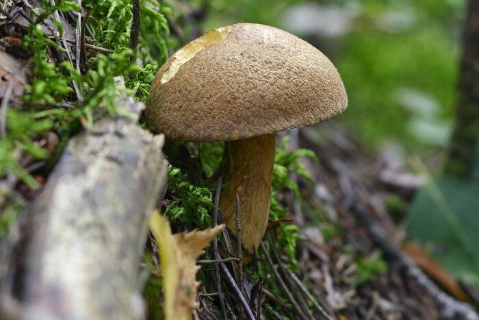 Mushrooms - The photo, Nature, The nature of Russia, Mushrooms, Longpost