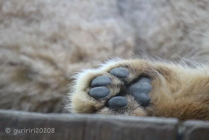 Whose paw is this? - Wild animals, Predatory animals, Cat family, Pallas' cat, Zoo, The photo, Small cats