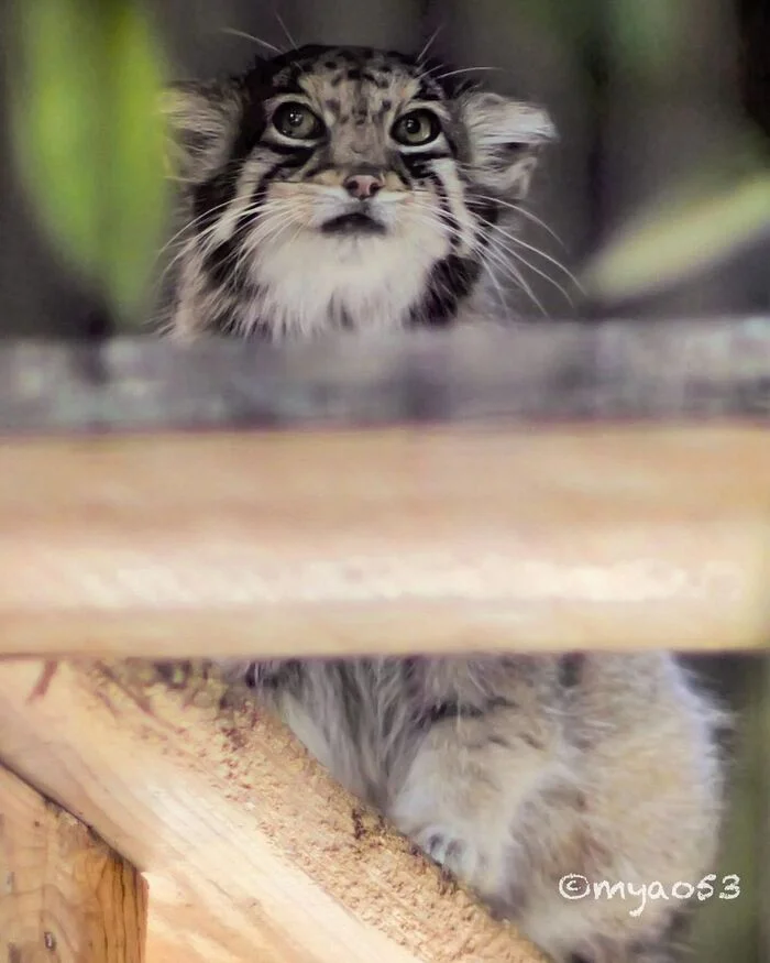 Pretty Honey - Wild animals, Predatory animals, Cat family, Pallas' cat, Zoo, Small cats, The photo