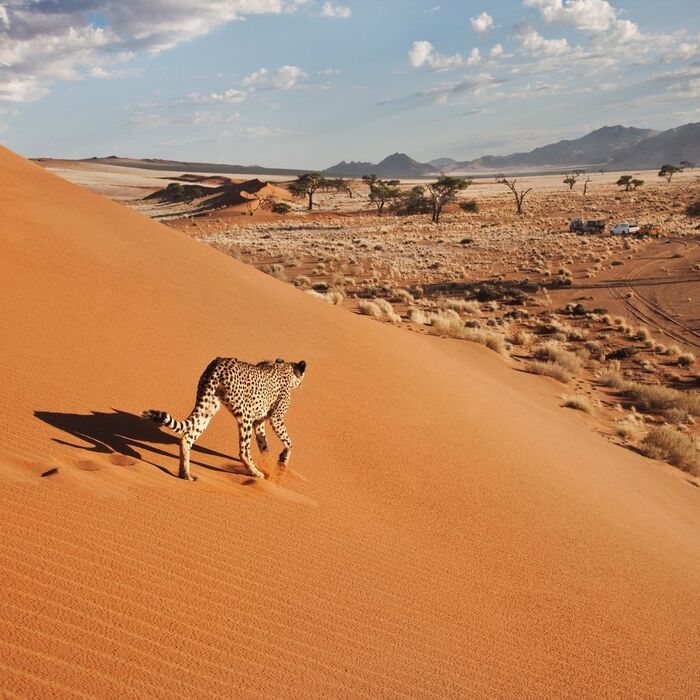 Long road in the dunes - Cheetah, Small cats, Cat family, Predatory animals, Wild animals, wildlife, South Africa, The photo, Sand, Dunes