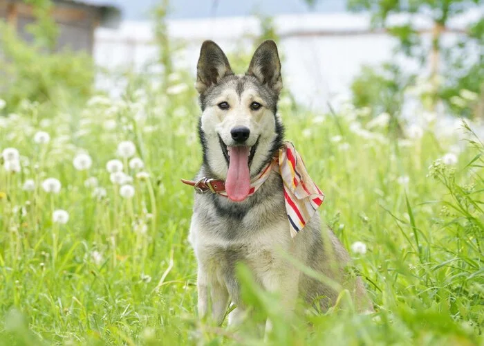 Very kind and affectionate young dog Lana is looking for a home - Dog, Dog lovers, In good hands, Shelter, Homeless animals, Overexposure, Puppies, Care, Longpost