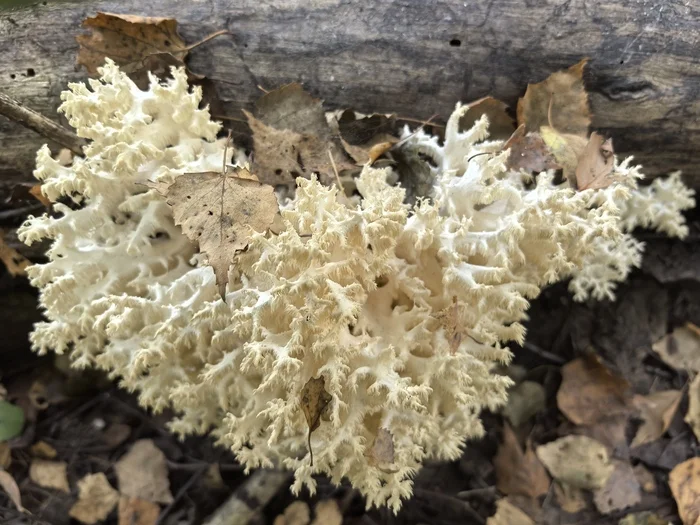 Coral hedgehog - My, Mushrooms, The photo, Forest, Rare view, Nature, Red Book, Longpost