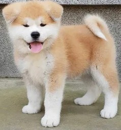 I will buy a puppy Akita Ina - Dog, Pets, Dog breeding