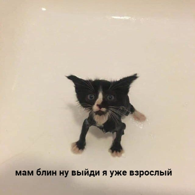 Котёнок