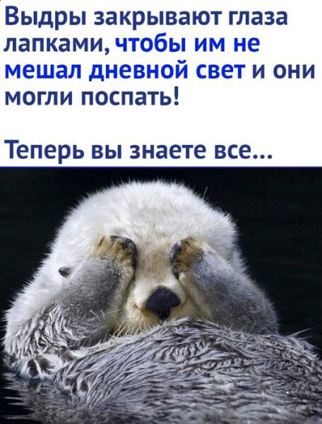 Oh wow! - Images, Otter, Picture with text