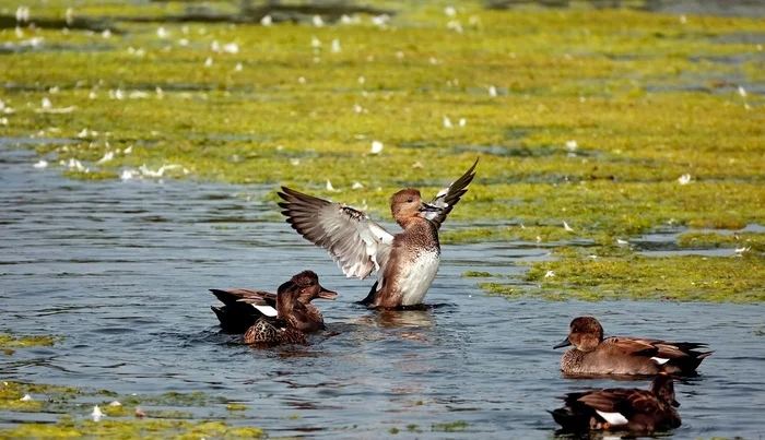 Duck Lake - My, The photo, Netherlands (Holland), Nature, Birds, Wild ducks