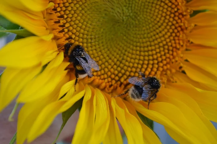 Two - My, Sunflower, Bumblebee, The photo