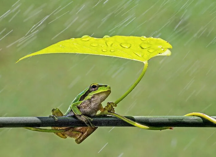 Tree frog in the rain - Tree frog, Turkey