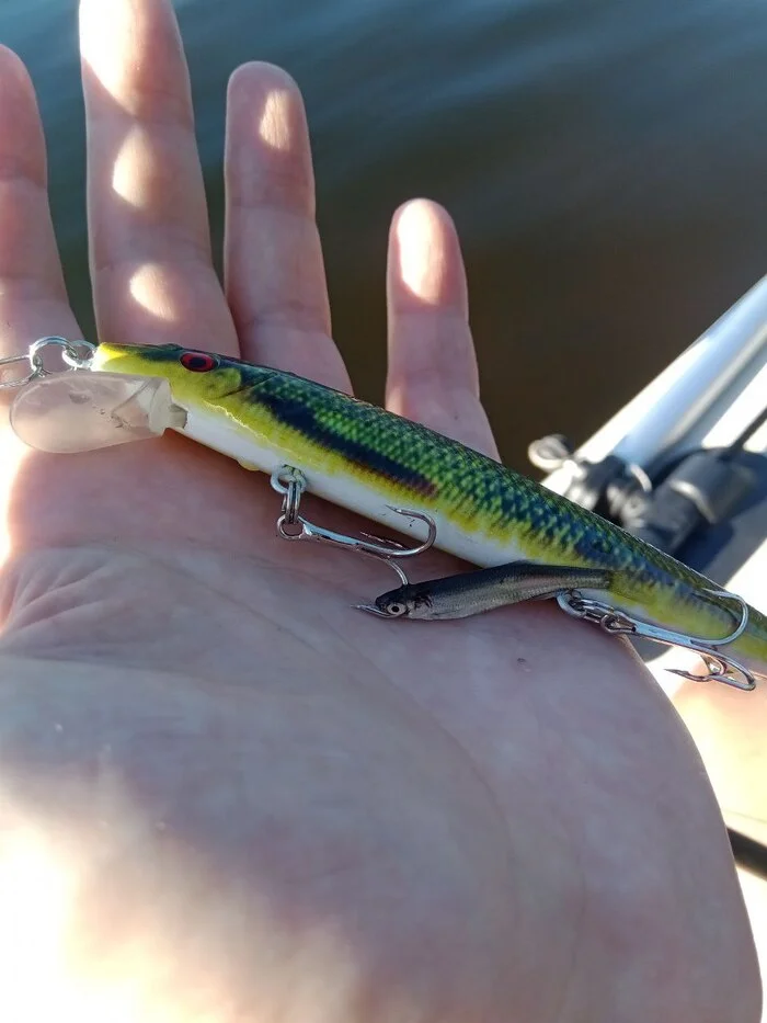 Great catch! - My, Fishing, Catch, River, Irony, The photo