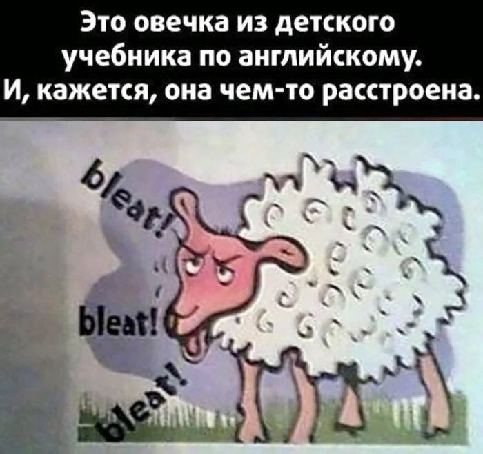 Who offended the sheep?! - Picture with text, Books, English language, Learning English, Imported sheep, Sheeps