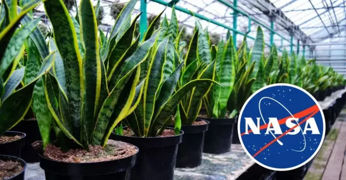 Mother-in-law's tongue named best air purifying plant by NASA - Sansevieria, Houseplants, Succulents, Plants, Longpost