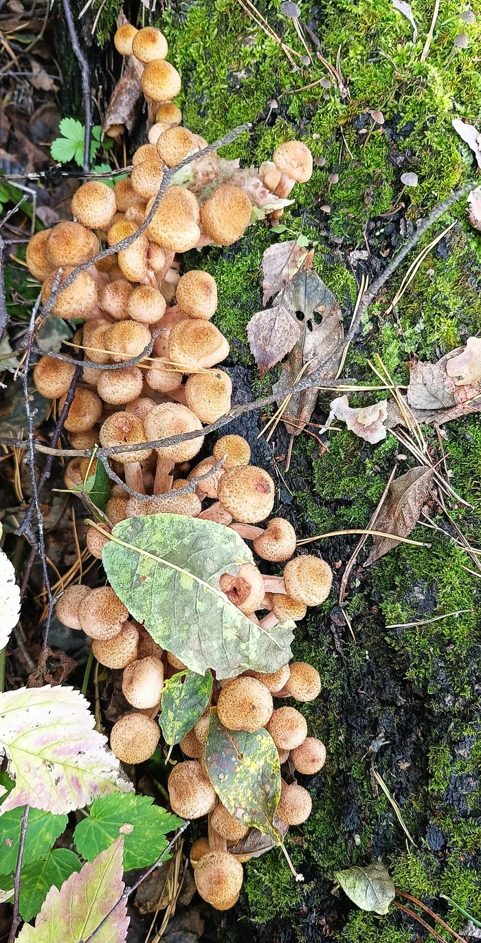 Autumn joys... - My, Forest, Mushrooms, Mushroom pickers, Honey mushrooms, Pie, Food, Russian kitchen, Longpost