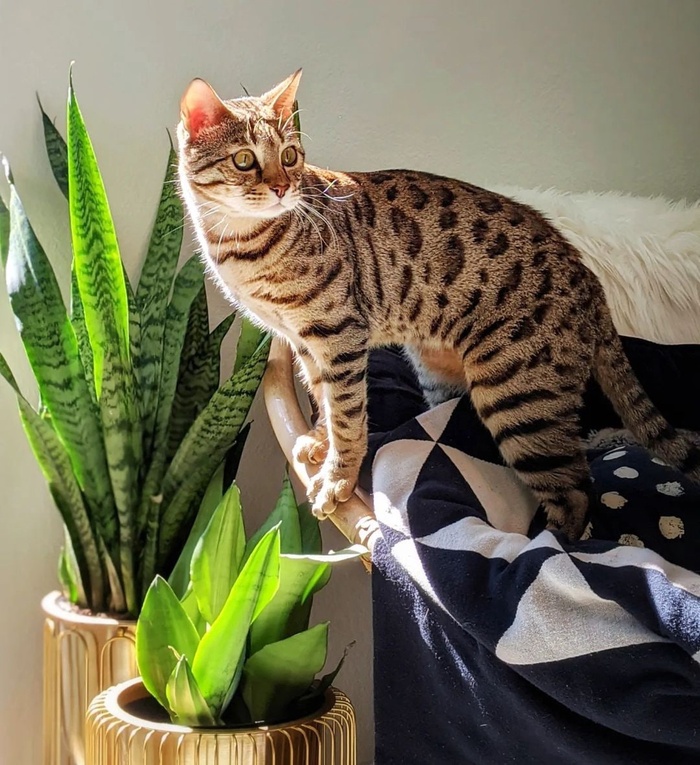 Sansevieria trifasciata Zeylanica and Sansevieria Moonshine