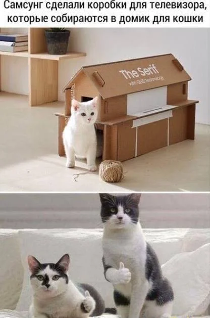 Now this is very correct. - Marketing, Creative, Animals, House, Telegram (link), Picture with text, cat, Box, Samsung, Repeat, Pet house, Hardened, Pets