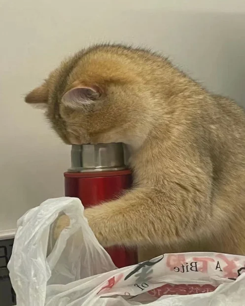 How do you even drink from here... - cat, Thermos, Bewilderment