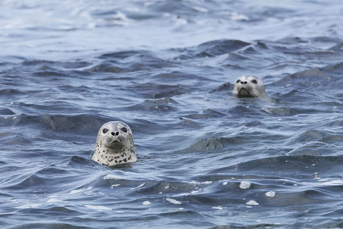 Pinnipeds of the Askold Strait - My, Canon, Photo hunting, Pinnipeds, Larga, Sea lions, Seal, Vladivostok, Primorsky Krai, Дальний Восток, Travels, Longpost