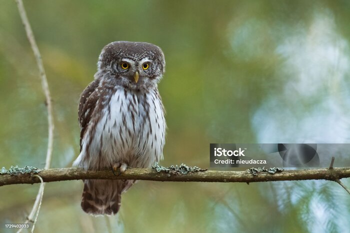 Причуды матери нашей, природы