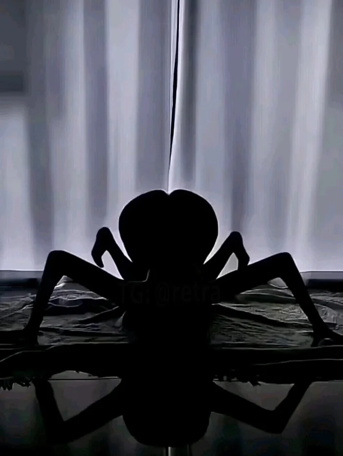 Arachnophobes. Be careful… - Arachnophobia, dust, It seemed, Erotic, Women, Spider