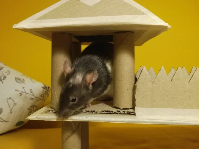 Living with the Chupacabra... - My, Rat, Decorative rats, Settlement, Pets, Taming, Video, Vertical video, Longpost