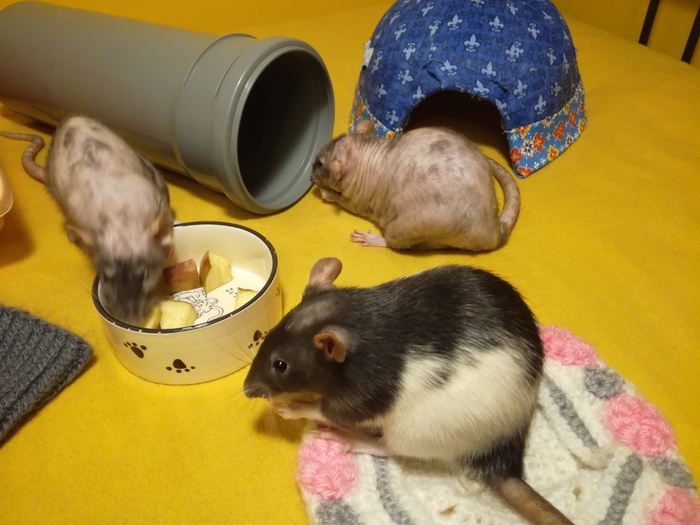    - "  ",  ,        .   -   .    ,    .   "" - -     ,   .