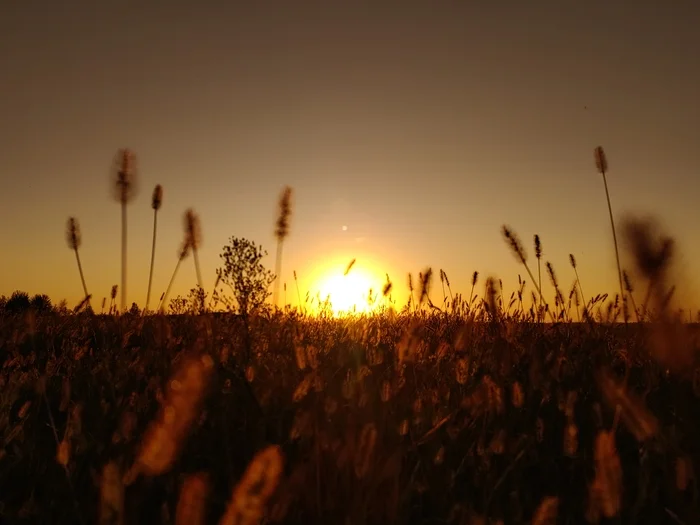 An autumn piece of summer - My, Mobile photography, Summer, The sun, Heat, Atmosphere, Field, Grass, Sunset, Glare