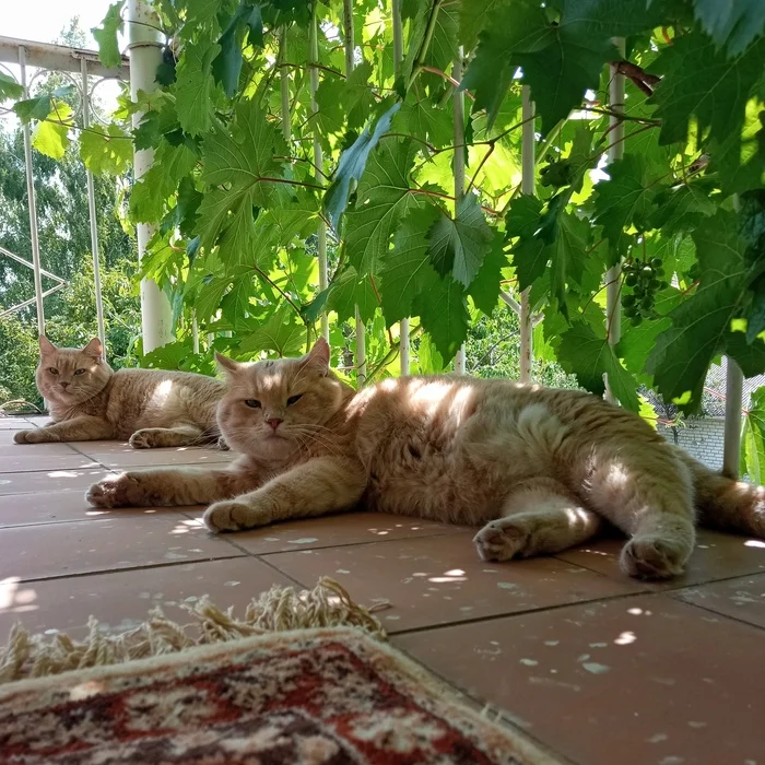 Grapes grow and two cats in a row - My, cat, Grape, Milota