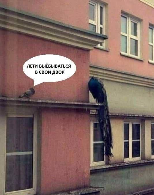 St. Petersburg courtyard - Funny, Humor, Screenshot, Picture with text, Mat, Birds, Repeat, Hardened, Pigeon, Peacock