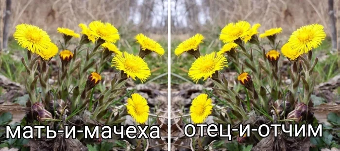 Mother-and-stepmother - Coltsfoot, Flowers, Plants, Picture with text, Mum, Stepmother, Father, Stepfather, Vice versa